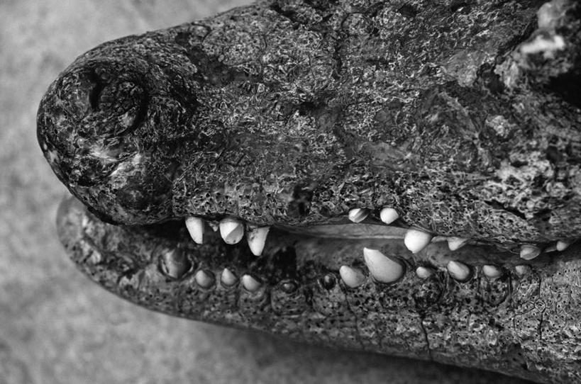 嘴,牙齿,无人,横图,黑白,室外,特写,白天,侧面,鳄鱼,野生动物,爬行动物,一只,动物,趴着,凶猛,短吻鳄,美国短吻鳄,密河鳄,残暴,凶残,齿,口,口腔,牙,牙龈,嘴巴,嘴唇,趴,半身