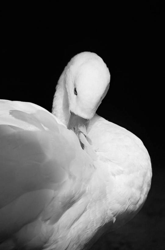 无人,站,竖图,黑白,室外,特写,白天,正面,鸟,野生动物,天鹅,鸟类,注视,一只,白色,动物,观察,看,站着,可爱,观看,察看,关注,鹄,站立,半身