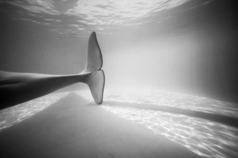 游泳,无人,横图,黑白,室外,特写,白天,侧面,海底,水下,哺乳动物,鲸鱼,水底,注视,海洋生物,一只,观察,看,海底世界,鲸,观看,察看,关注,水生动物,白鲸,水生物,海底动物,泅水,贝鲁卡鲸,拍浮,海床,半身