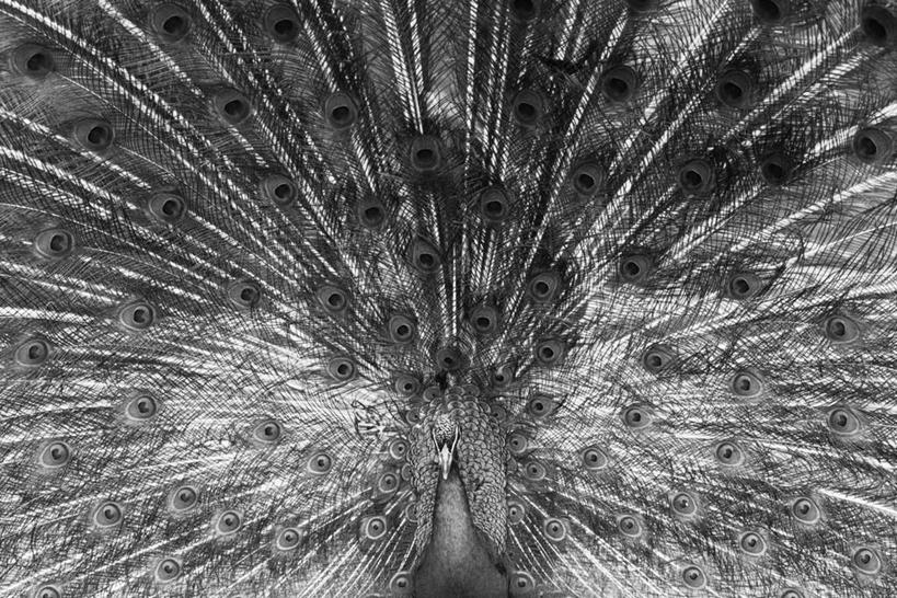 无人,站,横图,黑白,室外,特写,白天,正面,孔雀,鸟,野生动物,鲜艳,鸟类,美丽,注视,漂亮,动物,观察,看,站着,可爱,活泼,观看,保护,吉祥,察看,优美,关注,华贵,善良,防御,艳丽,孔雀开屏,越鸟,百鸟之王,示威,斑斓,瑰丽,娇艳,锦绣,奇丽,求偶,站立,半身