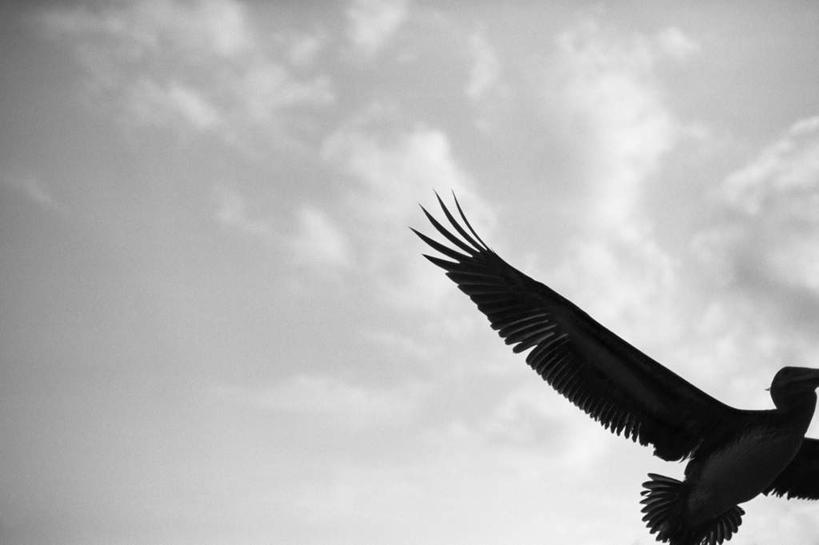 无人,横图,黑白,室外,特写,白天,仰视,海鸟,海鸥,鸟,飞翔,伸展,张开,展翅,飞行,翅膀,鸟类,云,云朵,翱翔,云彩,注视,飞舞,一只,白云,天空,天,观察,看,晴朗,观看,察看,关注,张开翅膀,遨游,漫游,展开翅膀,晴空,半身,低角度拍摄