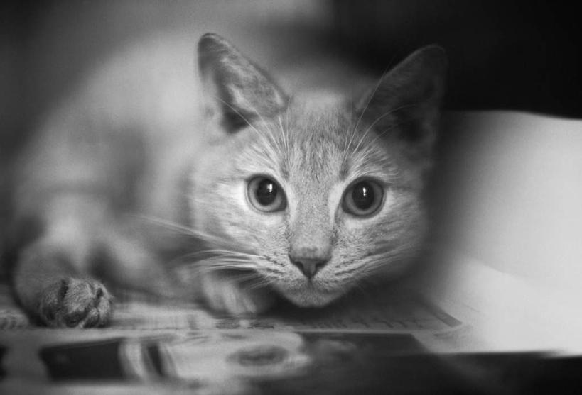 无人,躺,横图,黑白,室外,特写,白天,正面,宠物,猫,朦胧,模糊,注视,一只,动物,观察,看,可爱,观看,察看,关注,猫咪,卧着,躺着,卧,半身