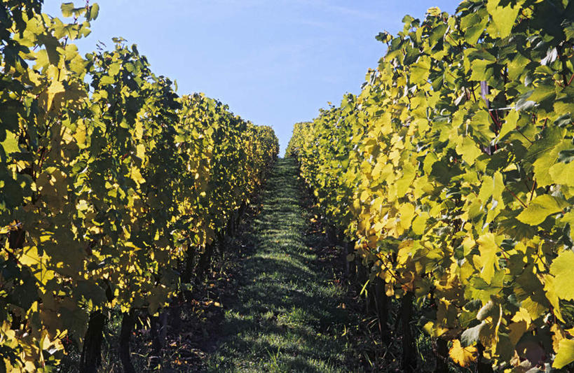 无人,果园,横图,室外,白天,正面,旅游,度假,美景,田园,道路,路,叶子,法国,欧洲,一排,整齐,并列,并排,景观,小路,绿叶,交通,娱乐,葡萄园,架子,排列,蓝色,蓝天,天空,自然,庄园,天,享受,休闲,嫩叶,景色,放松,乡间小路,晴朗,支撑,固定,阿尔萨斯,队列,自然风光,平行,葡萄架,万里无云,法兰西共和国,法兰西第五共和国,阿尔萨斯大区,叶,叶片,晴空,晴空万里,彩图