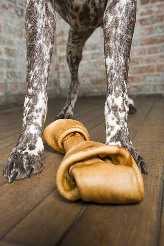 腿部,骨骼,腿,无人,站,竖图,室内,特写,白天,正面,地板,宠物,狗,墙,猎犬,骨头,地面,木地板,墙壁,墙面,一只,动物,站着,可爱,骨架,忠诚,波音达犬,德国波音达犬,德国短毛波音达犬,德国短毛指示猎犬,德国短毛指示犬,犬,站立,半身,彩图