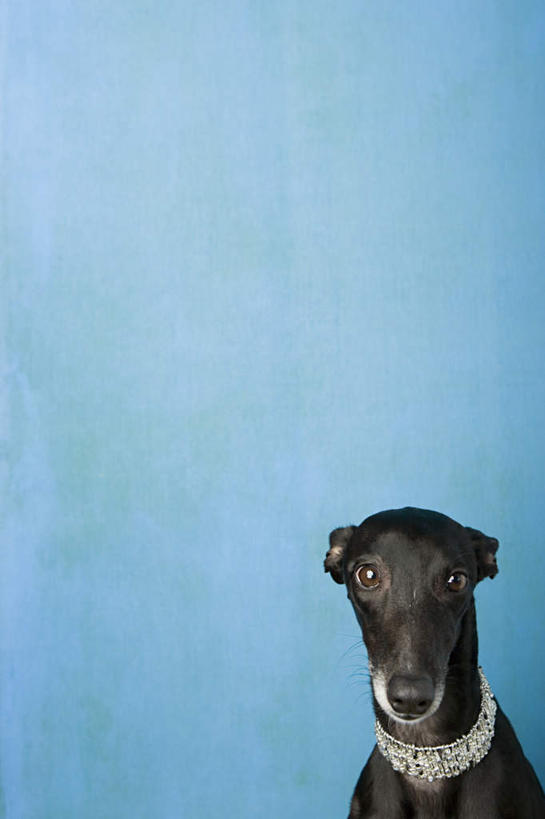 无人,坐,竖图,室内,白天,正面,宠物,狗,蓝色背景,注视,一只,黑色,动物,观察,看,可爱,摄影,影棚,观看,察看,关注,赛狗,忠诚,小灵狗,犬,坐着,半身,彩图,影棚拍摄,拍摄