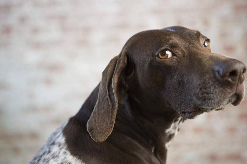 头,无人,坐,横图,室内,特写,白天,侧面,宠物,狗,朦胧,模糊,墙,棕色,猎犬,扭头,注视,墙壁,墙面,一只,动物,观察,看,转头,可爱,观看,察看,关注,忠诚,波音达犬,德国波音达犬,德国短毛波音达犬,德国短毛指示猎犬,德国短毛指示犬,头部,犬,坐着,半身,彩图