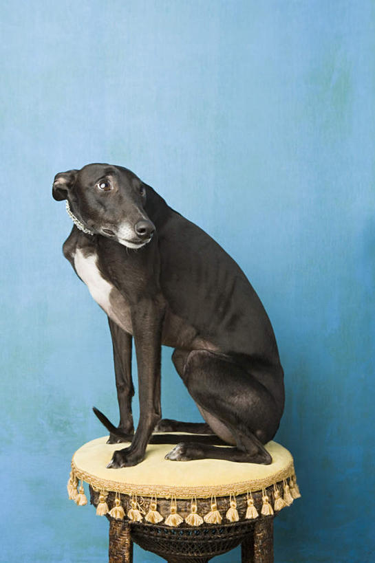 无人,坐,竖图,室内,白天,侧面,宠物,狗,椅子,蓝色背景,木椅,扭头,注视,一只,黑色,动物,观察,看,转头,可爱,摄影,影棚,观看,察看,关注,赛狗,忠诚,小灵狗,犬,坐着,彩图,全身,影棚拍摄,拍摄