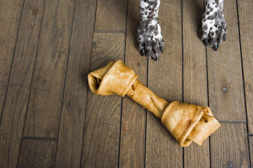 腿部,骨骼,腿,无人,站,横图,俯视,室内,特写,白天,地板,宠物,狗,墙,猎犬,骨头,地面,木地板,墙壁,墙面,一只,动物,站着,可爱,骨架,忠诚,波音达犬,德国波音达犬,德国短毛波音达犬,德国短毛指示猎犬,德国短毛指示犬,犬,站立,半身,彩图,高角度拍摄