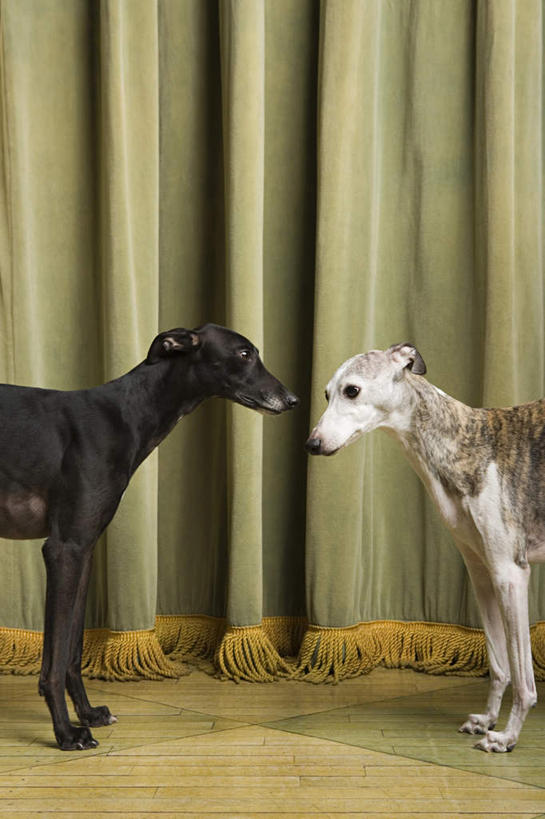 无人,站,竖图,室内,白天,侧面,窗帘,地板,宠物,狗,装饰,地面,注视,木地板,相视,黑色,帘子,动物,观察,看,站着,两只,面对面,遮阳,可爱,观看,对视,华丽,修饰,点缀,察看,关注,相对,赛狗,忠诚,小灵狗,相看,衬托,美观,雅致,雅观,犬,站立,半身,彩图