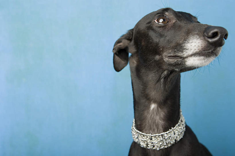 头,无人,坐,横图,室内,特写,白天,正面,宠物,狗,蓝色背景,注视,一只,黑色,动物,观察,看,可爱,摄影,影棚,观看,察看,关注,赛狗,忠诚,小灵狗,头部,犬,坐着,半身,彩图,影棚拍摄,拍摄