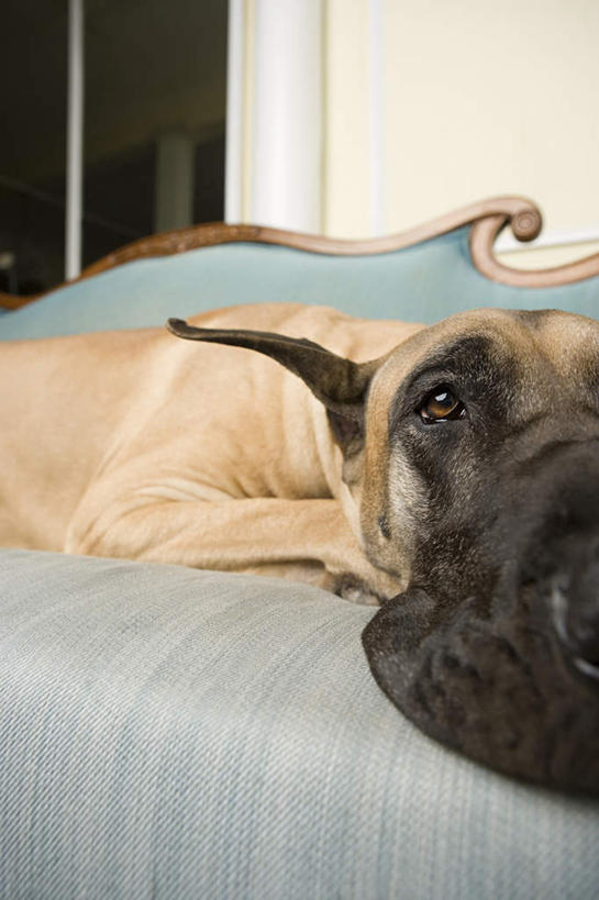 无人,客厅,竖图,室内,白天,正面,窗户,沙发,宠物,狗,朦胧,模糊,墙,注视,玻璃窗,墙壁,墙面,一只,动物,观察,看,趴着,疲倦,米色,可爱,观看,察看,疲劳,起居室,疲惫,关注,困乏,布艺沙发,大丹狗,忠诚,疲乏,委顿,疲困,疲顿,疲钝,倦怠,怠倦,客堂,大丹犬,德国獒狗,德国藏獒,德国獒犬,犬,趴,半身,彩图