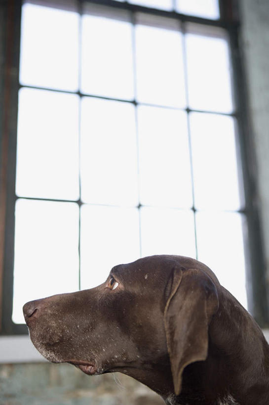 头,无人,站,竖图,室内,特写,白天,仰视,窗户,宠物,狗,朦胧,模糊,墙,猎犬,注视,玻璃窗,墙壁,墙面,一只,白色,动物,观察,看,站着,可爱,观看,察看,关注,忠诚,波音达犬,德国波音达犬,德国短毛波音达犬,德国短毛指示猎犬,德国短毛指示犬,头部,犬,站立,半身,彩图,低角度拍摄