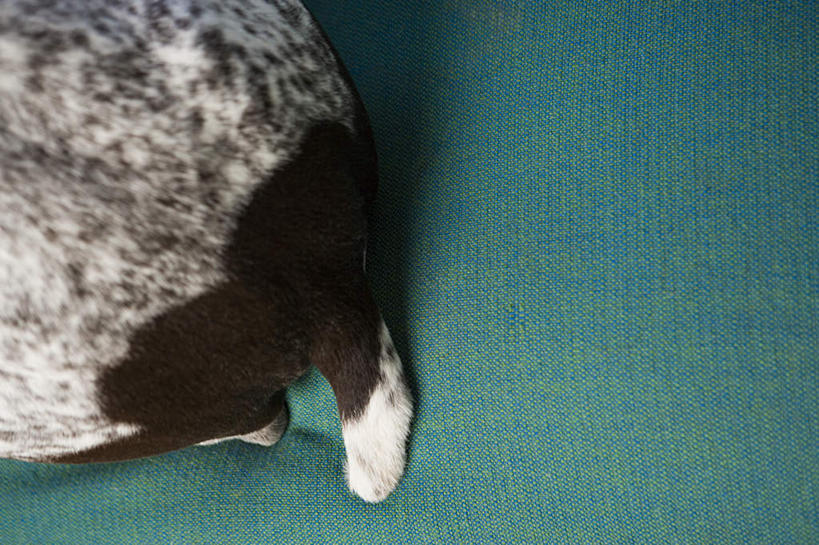 无人,站,横图,俯视,室内,特写,白天,靠垫,宠物,狗,朦胧,模糊,靠枕,猎犬,一个,一只,绿色,动物,垫子,枕头,站着,可爱,单个,忠诚,波音达犬,德国波音达犬,德国短毛波音达犬,德国短毛指示猎犬,德国短毛指示犬,犬,站立,半身,彩图,高角度拍摄