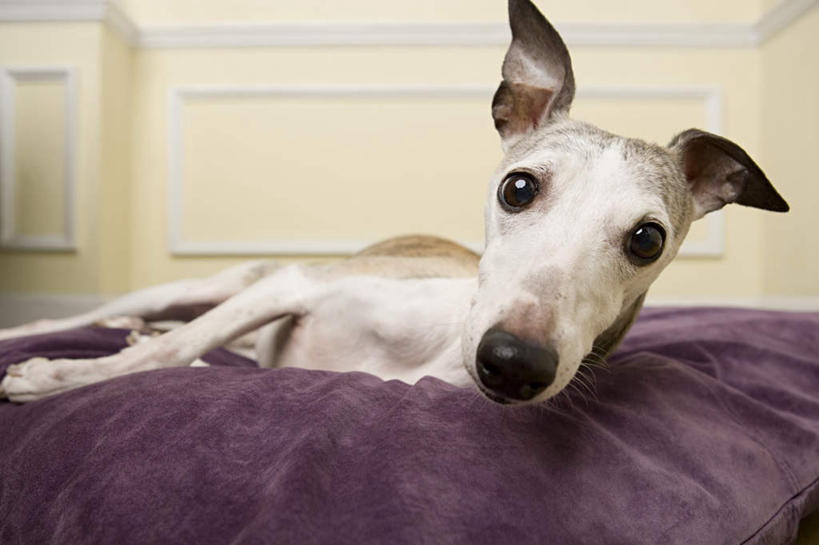 无人,躺,横图,室内,白天,正面,靠垫,宠物,狗,朦胧,模糊,墙,靠枕,扭头,注视,墙壁,墙面,一只,紫色,动物,垫子,枕头,观察,看,转头,米色,可爱,观看,察看,关注,赛狗,忠诚,小灵狗,卧着,犬,躺着,卧,半身,彩图