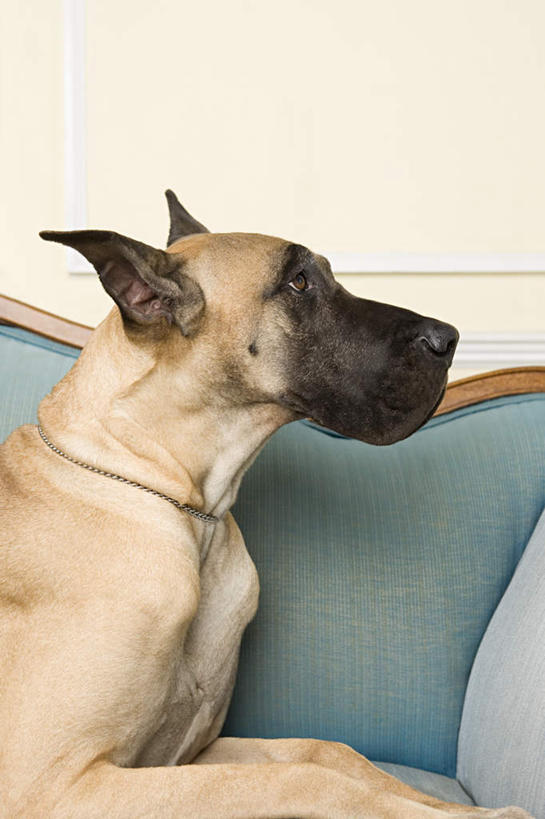 头,无人,坐,竖图,室内,特写,白天,侧面,沙发,宠物,狗,朦胧,模糊,墙,注视,墙壁,墙面,一只,动物,观察,看,趴着,米色,可爱,观看,察看,关注,布艺沙发,大丹狗,忠诚,大丹犬,德国獒狗,德国藏獒,德国獒犬,头部,犬,趴,坐着,半身,彩图