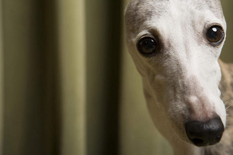 头,无人,站,横图,室内,特写,白天,正面,窗帘,宠物,狗,朦胧,模糊,装饰,扭头,注视,一只,黄色,帘子,动物,观察,看,站着,转头,遮阳,可爱,观看,华丽,修饰,点缀,察看,关注,赛狗,忠诚,小灵狗,衬托,美观,雅致,雅观,头部,犬,站立,半身,彩图