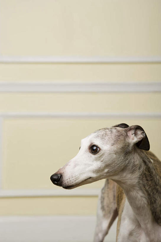 无人,站,竖图,室内,白天,正面,地板,宠物,狗,朦胧,模糊,墙,地面,扭头,注视,木地板,墙壁,墙面,一只,动物,观察,看,站着,转头,米色,可爱,观看,察看,关注,赛狗,忠诚,小灵狗,犬,站立,半身,彩图