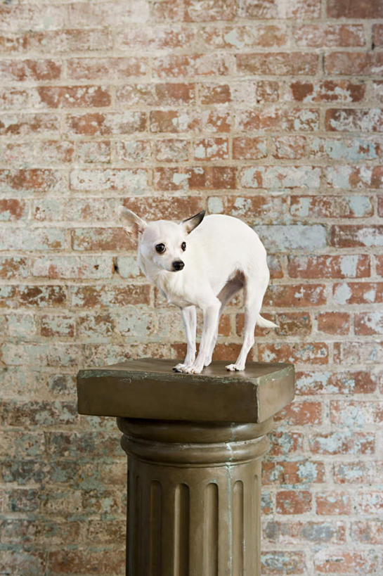 无人,站,竖图,室内,白天,正面,宠物,狗,朦胧,模糊,木制,柱子,墙,吉娃娃,注视,砖墙,墙壁,墙面,一个,一只,动物,木制品,观察,看,站着,可爱,单个,观看,害怕,察看,胆怯,关注,忠诚,芝娃娃,奇娃娃,吉娃娃犬,齐花花,畏惧,犬,站立,彩图,全身