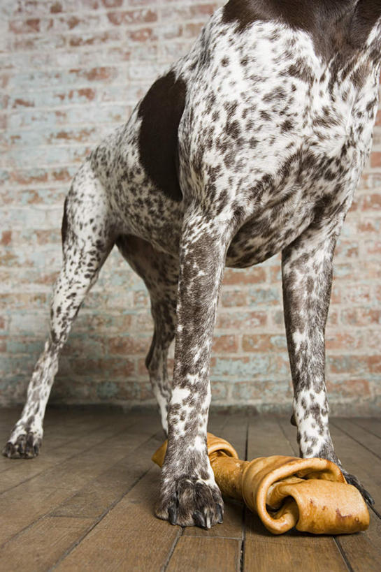 骨骼,无人,站,竖图,室内,白天,正面,游戏,地板,宠物,狗,玩具,朦胧,模糊,墙,猎犬,骨头,地面,玩,娱乐,砖墙,木地板,墙壁,墙面,一个,一只,动物,站着,休闲,可爱,益智,单个,活动,骨架,发泄,消遣,智力,忠诚,宣泄,波音达犬,德国波音达犬,德国短毛波音达犬,德国短毛指示猎犬,德国短毛指示犬,犬,玩耍,嬉戏,站立,半身,彩图