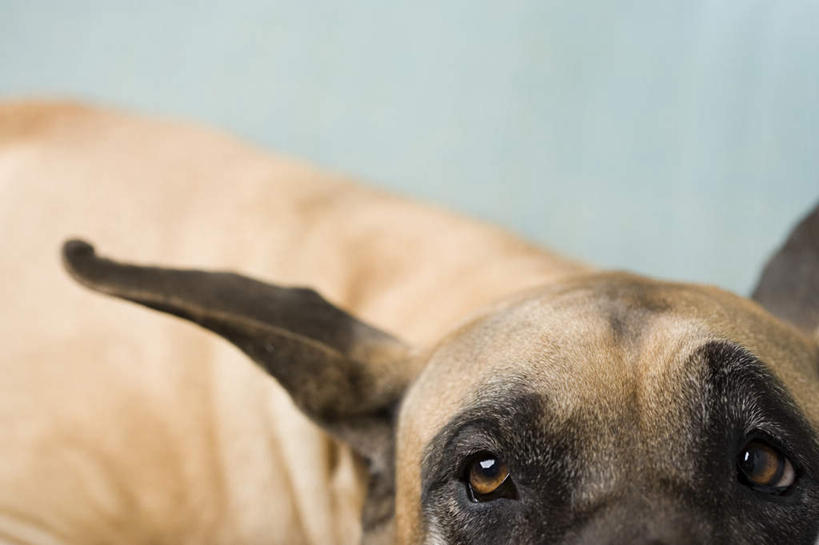 眼睛,耳朵,睫毛,无人,横图,室内,特写,白天,正面,宠物,狗,瞳孔,蓝色背景,朦胧,模糊,墙,注视,墙壁,墙面,一只,蓝色,动物,观察,看,可爱,眼部,摄影,影棚,观看,察看,关注,大丹狗,忠诚,大丹犬,德国獒狗,德国藏獒,德国獒犬,耳,耳部,眼,犬,半身,彩图,影棚拍摄,拍摄