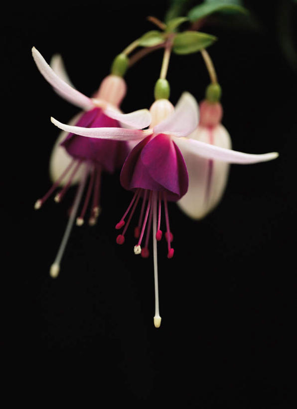 无人,竖图,俯视,室内,特写,白天,旅游,度假,美景,阴影,黑色背景,朦胧,模糊,盛开,反射,影子,景观,花蕾,娱乐,花,花瓣,花朵,鲜花,自然,花苞,花蕊,享受,休闲,景色,放松,摄影,影棚,自然风光,灯笼花,吊钟花,倒挂金钟,吊钟海棠,彩图,高角度拍摄,影棚拍摄,拍摄