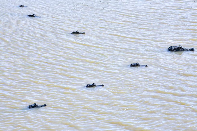游泳,无人,横图,俯视,室外,白天,旅游,度假,河流,美景,水,鳄鱼,野生动物,许多,阴影,波纹,反射,爬行动物,影子,河水,景观,水流,涟漪,注视,娱乐,排列,水纹,自然,动物,波浪,观察,看,享受,休闲,景色,放松,观看,察看,关注,自然风光,凶猛,凯门鳄,眼镜凯门鳄,水晕,泅水,摆列,拍浮,残暴,凶残,彩图,高角度拍摄,全身,布列,分列