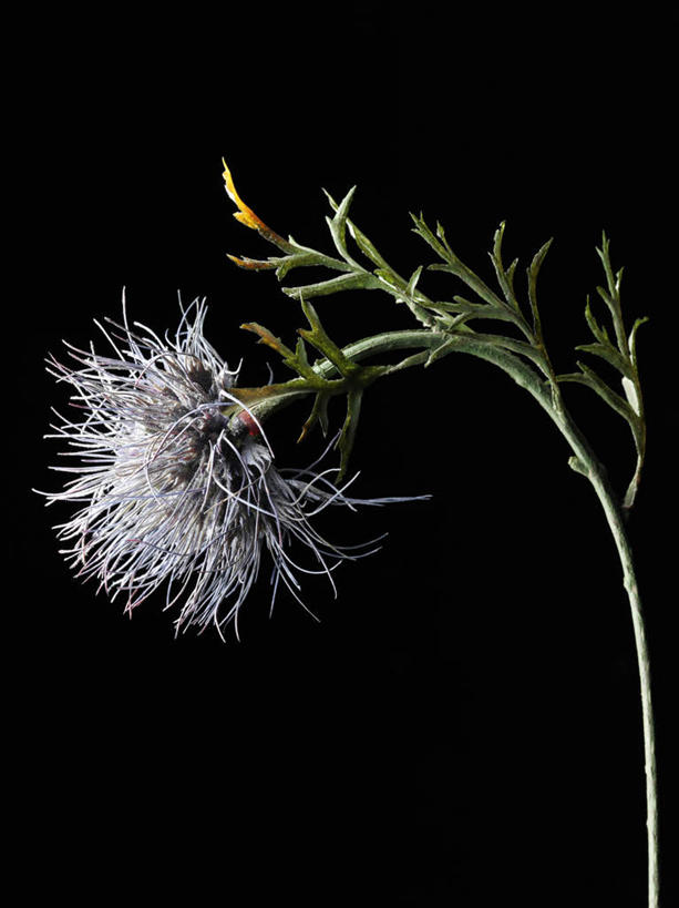 无人,竖图,室内,特写,白天,正面,幸福,美景,静物,阴影,黑色背景,曲折,弯曲,装饰,盛开,反射,影子,景观,花蕾,花,花瓣,花朵,鲜花,一个,紫色,自然,假花,花苞,花蕊,菊花,景色,摄影,蜿蜒,影棚,单个,优雅,华丽,修饰,纤细,点缀,自然风光,矢车菊,忠诚,再生,蓝芙蓉,荔枝菊,衬托,美观,雅致,雅观,思念,热爱,彩图,影棚拍摄,拍摄,仿真花,人造花