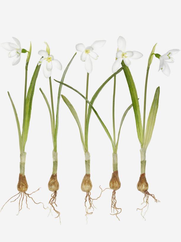 无人,竖图,俯视,室内,特写,白天,白色背景,美景,静物,一排,阴影,整齐,装饰,盛开,反射,影子,景观,花蕾,花,花瓣,花朵,鲜花,排列,自然,假花,花苞,花蕊,景色,摄影,影棚,华丽,修饰,新生,点缀,五支,队列,自然风光,雪花莲,衬托,美观,雅致,雅观,雪片莲,生日花,彩图,高角度拍摄,影棚拍摄,拍摄,仿真花,人造花