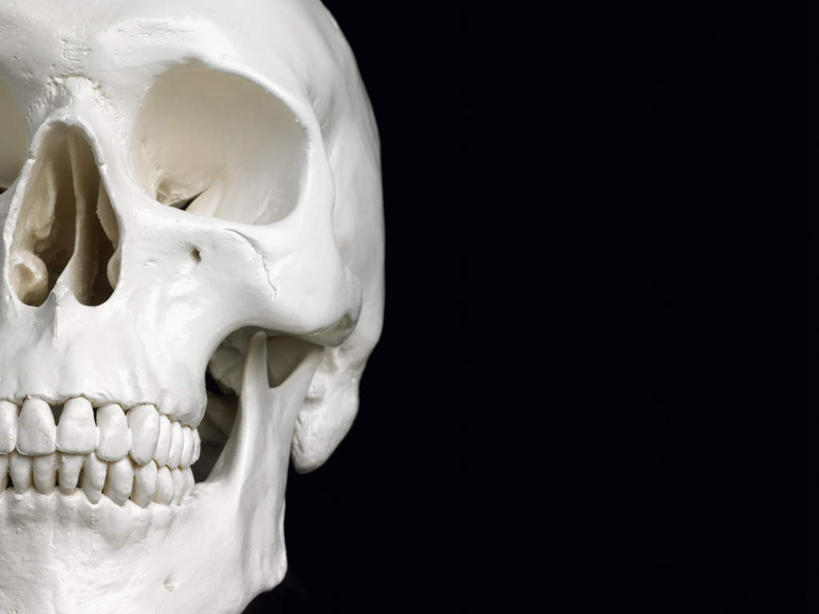 颅骨,无人,横图,室内,特写,白天,正面,静物,黑色背景,骷髅,头骨,一个,白色,摄影,影棚,单个,鼻骨,顶骨,额骨,颞骨,下颌骨,颧骨,头盖骨,彩图,影棚拍摄,拍摄