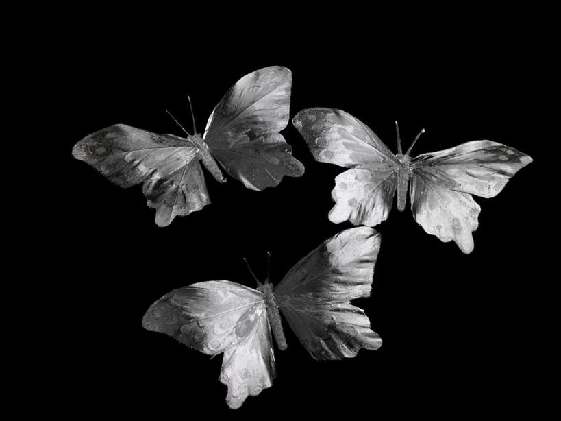 无人,横图,俯视,室内,特写,白天,蝴蝶,静物,三只,伸展,张开,展翅,黑色背景,翅膀,昆虫,动物,摄影,影棚,益虫,张开翅膀,展开翅膀,彩图,高角度拍摄,全身,影棚拍摄,拍摄