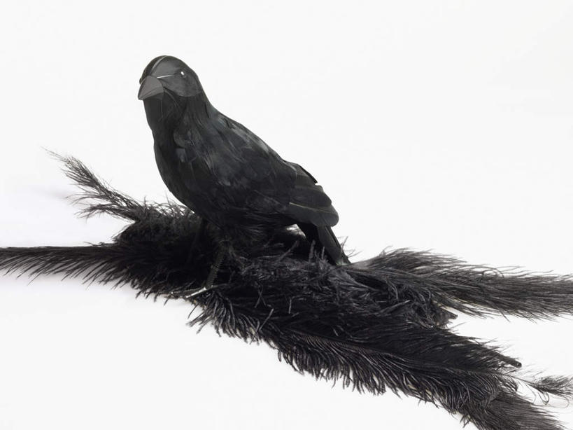无人,站,横图,黑白,室内,特写,白天,正面,鸟,野生动物,静物,羽毛,黑色背景,轻盈,柔软,鸟类,注视,一只,黑色,动物,观察,看,站着,摄影,影棚,观看,乌鸦,死亡,吉祥,察看,关注,不祥,轻柔,楚乌,老鸹,厄运,恐惧,站立,全身,影棚拍摄,拍摄