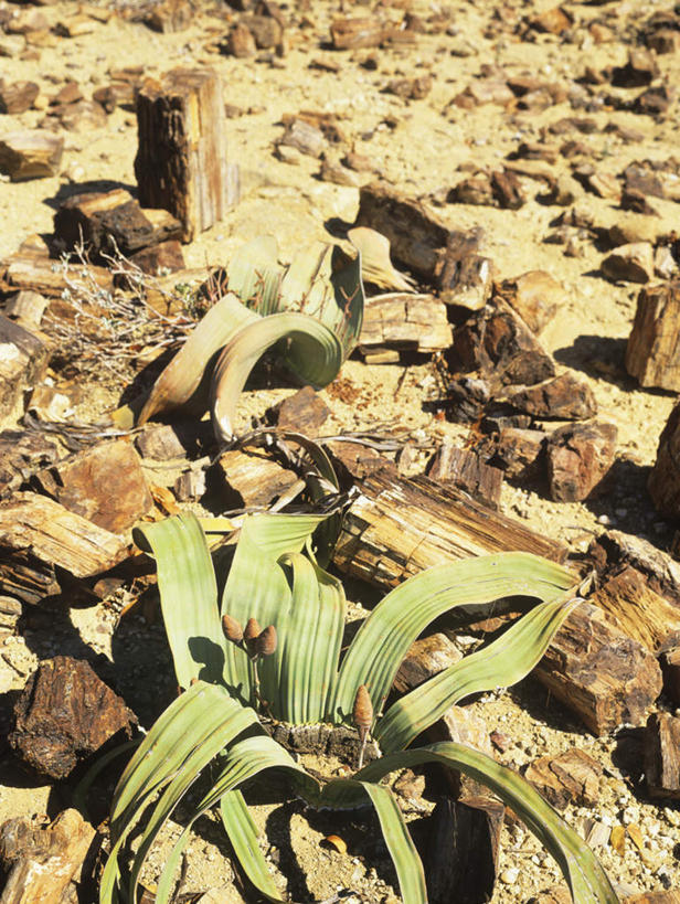 无人,竖图,俯视,室外,白天,旅游,度假,石头,美景,沙漠,非洲,纳米比亚,石子,景观,娱乐,自然,享受,休闲,景色,放松,剑兰,自然风光,怀念,长寿,爱恋,福禄,康宁,用心,扁竹莲,菖兰,唐菖蒲,十样锦,纳米比亚共和国,大漠,砂漠,石块,岩石,彩图,高角度拍摄