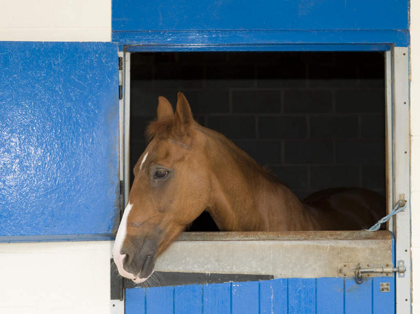 无人,农场,站,横图,室外,白天,正面,畜牧业,牧场,美景,马,野生动物,墙,景观,马厩,注视,一匹,墙壁,墙面,自然,动物,观察,看,站着,景色,运输,牲畜,观看,察看,关注,自然风光,畜牧,牧业,站立,半身,彩图