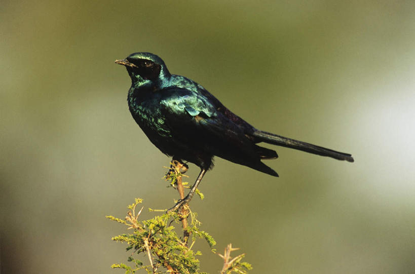 无人,站,横图,室外,白天,侧面,美景,植物,鸟,野生动物,叶子,阴影,朦胧,模糊,光线,鸟类,影子,景观,绿叶,枝条,注视,树,树木,树枝,一只,阳光,自然,动物,观察,看,站着,嫩叶,景色,可爱,活泼,观看,察看,关注,自然风光,八哥,虬枝,枝杈,鸲鹆,叶,叶片,站立,彩图,全身