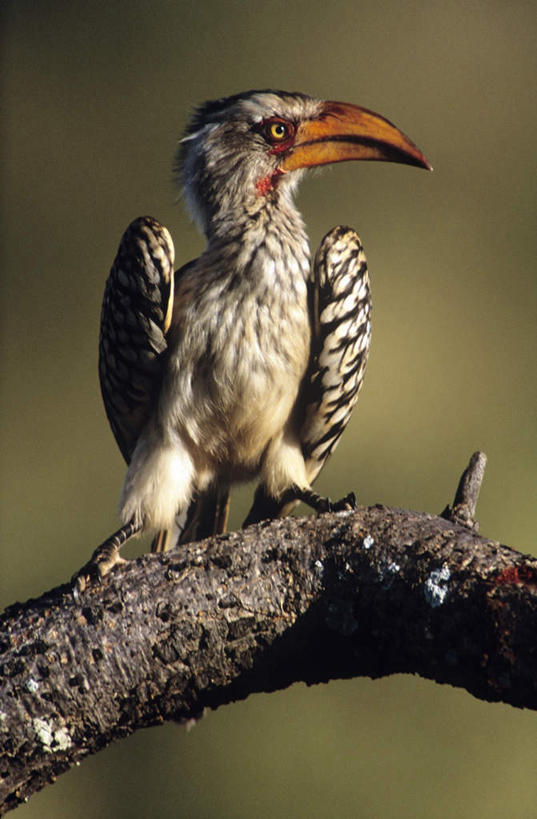 无人,站,竖图,室外,特写,白天,仰视,旅游,度假,美景,植物,鸟,非洲,埃及,朦胧,模糊,鸟类,景观,枝条,扭头,注视,娱乐,树,树木,树枝,一只,自然,观察,看,站着,转头,享受,休闲,景色,放松,观看,察看,古埃及,关注,自然风光,北非,犀鸟,黄嘴犀鸟,阿拉伯埃及共和国,金字塔之国,棉花之国,阿非利加洲,虬枝,枝杈,站立,彩图,低角度拍摄,全身