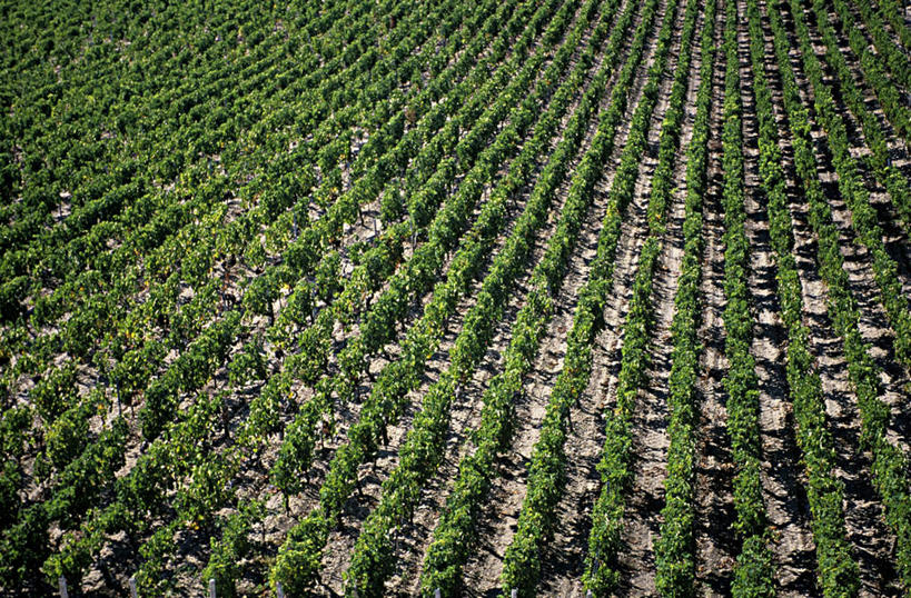 无人,果园,农田,横图,俯视,室外,白天,旅游,度假,庄稼,农作物,美景,田园,一排,整齐,并列,并排,景观,娱乐,葡萄园,架子,排列,自然,庄园,享受,休闲,景色,放松,支撑,固定,队列,自然风光,平行,葡萄架,彩图,高角度拍摄,耕地,庄稼田