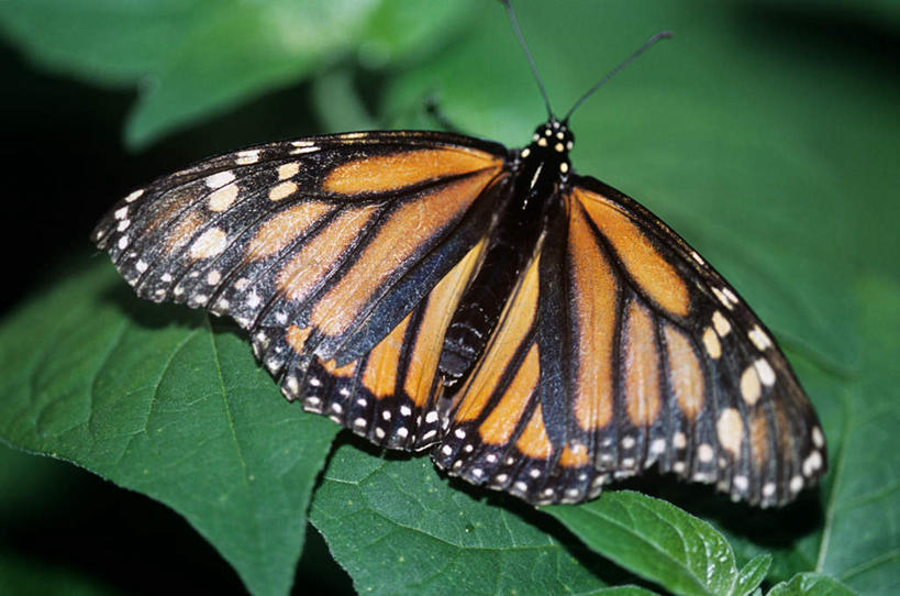 无人,横图,俯视,室外,特写,白天,美景,蝴蝶,叶子,伸展,张开,展翅,阴影,光线,翅膀,昆虫,影子,景观,绿叶,注视,一只,绿色,阳光,自然,动物,观察,看,嫩叶,景色,观看,黑脉金斑蝶,察看,关注,自然风光,益虫,张开翅膀,帝王蝶,大桦斑蝶,黑脉桦斑蝶,展开翅膀,叶,叶片,彩图,高角度拍摄,全身
