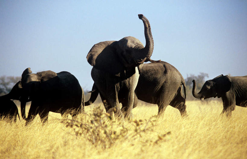 无人,走,横图,室外,白天,正面,旅游,度假,美景,植物,哺乳动物,大象,野生动物,非洲,津巴布韦,四只,枯萎,朦胧,模糊,景观,枯草,注视,娱乐,草,黄色,蓝色,蓝天,天空,自然,动物,天,观察,看,享受,休闲,景色,放松,晴朗,观看,察看,关注,自然风光,万里无云,阿非利加洲,津巴布韦共和国,辛巴威,晴空,晴空万里,象,步行,散步,走路,半身,彩图