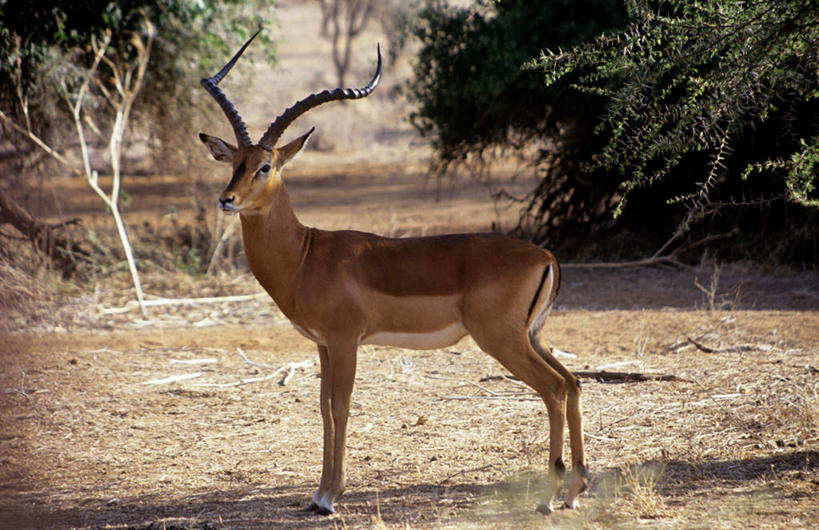 无人,公园,站,横图,室外,特写,白天,侧面,旅游,度假,美景,植物,野生动物,羊,非洲,纳米比亚,枯萎,朦胧,模糊,羚羊,景观,枯草,扭头,注视,娱乐,草,树,树木,一只,黄色,绿色,自然,动物,观察,看,站着,转头,享受,休闲,景色,放松,可爱,活泼,生长,成长,观看,察看,国家公园,关注,自然风光,黑斑羚,埃托沙公园,埃托沙国家公园,纳米比亚共和国,斑羚,高角羚,站立,彩图,全身