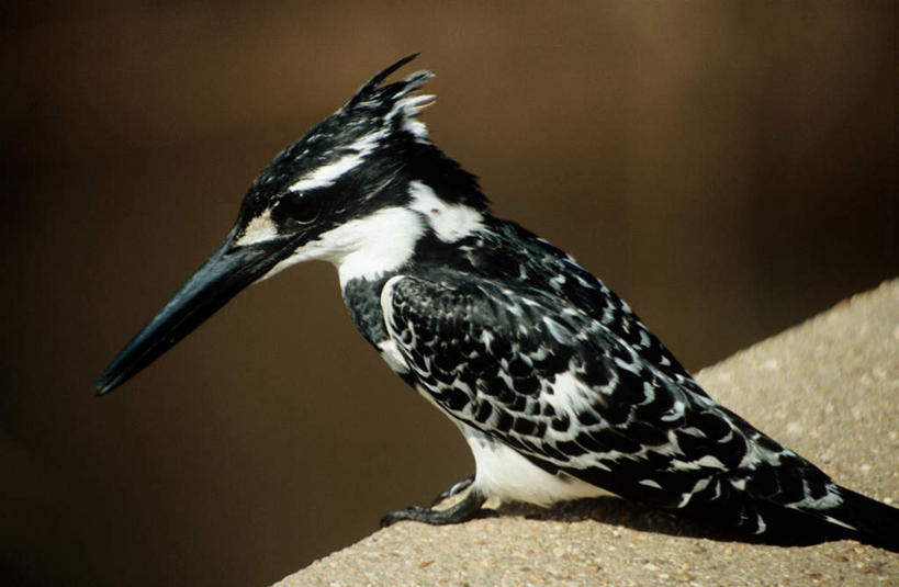 无人,站,横图,室外,特写,白天,侧面,旅游,度假,石头,美景,翠鸟,鸟,非洲,南非,朦胧,模糊,鸟类,石子,景观,注视,娱乐,一只,自然,观察,看,站着,享受,休闲,景色,放松,观看,察看,关注,自然风光,阿非利加洲,南非共和国,石块,岩石,鱼虎,鱼狗,大翠鸟,站立,彩图,全身