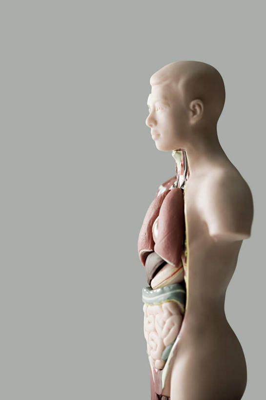 内脏,动脉,静脉,血管,无人,竖图,室内,特写,白天,侧面,静物,灰色背景,医学,红色,模型,人体,摄影,影棚,生物学,人体器官,器官,生理学,半身,彩图,影棚拍摄,拍摄