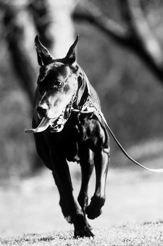 无人,竖图,黑白,室外,白天,正面,美景,植物,宠物,狗,奔驰,朦胧,模糊,景观,泥土,土壤,注视,树,树木,一只,绿色,自然,动物,奔跑,观察,看,景色,可爱,生长,成长,观看,察看,关注,自然风光,大丹狗,忠诚,大丹犬,德国獒狗,德国藏獒,德国獒犬,犬,全身