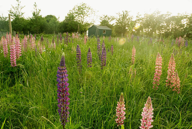无人,横图,室外,白天,正面,旅游,度假,草地,草坪,花海,花圃,美景,日落,植物,叶子,阴影,盛开,光线,影子,景观,晚霞,霞光,落日,羽扇豆,鲁冰花,花蕾,娱乐,草,花,花瓣,花朵,花卉,鲜花,树,树木,绿色,阳光,自然,黄昏,花丛,花束,花田,花苞,花蕊,享受,休闲,景色,彩霞,放松,母爱,生长,成长,自然风光,奉献,无私,苦涩,夕照,夕阳,彩图,斜阳