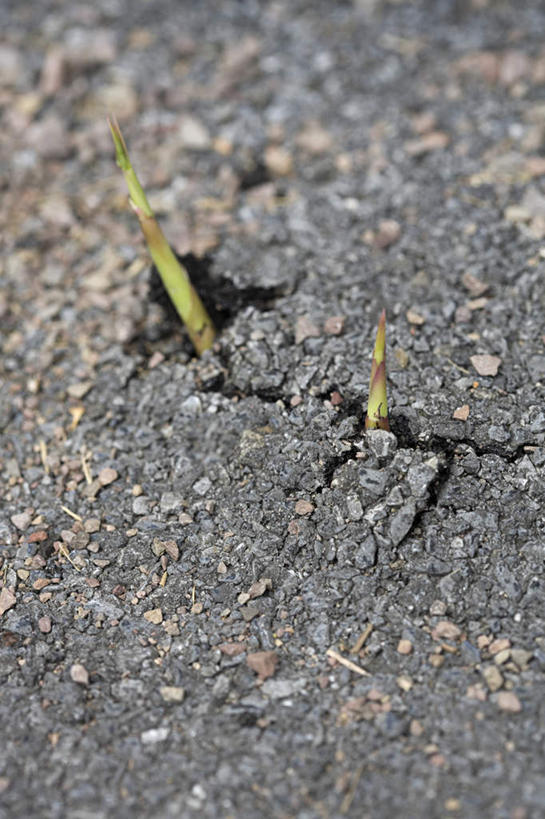 无人,竖图,俯视,室外,特写,白天,石头,道路,路,叶子,石子,小路,绿叶,交通,绿色,嫩叶,秧苗,叶,叶片,石块,岩石,彩图,高角度拍摄