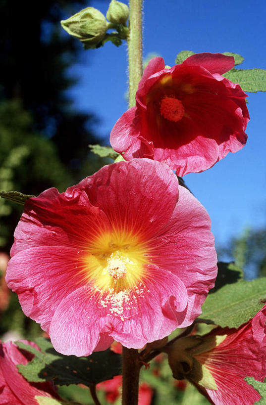 无人,竖图,室外,特写,白天,仰视,美景,叶子,阴影,朦胧,模糊,盛开,光线,影子,景观,绿叶,花蕾,花,花瓣,花朵,鲜花,蓝色,蓝天,天空,阳光,自然,天,花苞,花蕊,嫩叶,景色,晴朗,自然风光,万里无云,胡葵,戎葵,蜀葵,卫足葵,一丈红,叶,叶片,晴空,晴空万里,彩图,低角度拍摄