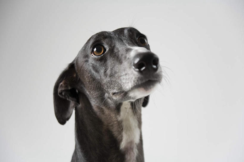 头,耳朵,无人,横图,室内,特写,白天,正面,宠物,狗,灰色背景,注视,一只,动物,观察,看,可爱,摄影,影棚,观看,察看,关注,赛狗,忠诚,小灵狗,头部,耳,耳部,犬,抬头,仰头,半身,彩图,影棚拍摄,拍摄