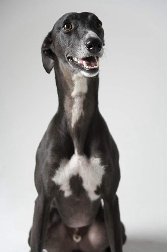 无人,坐,竖图,室内,白天,正面,宠物,狗,灰色背景,注视,一只,动物,观察,看,张嘴,可爱,摄影,影棚,观看,察看,关注,张大嘴巴,赛狗,忠诚,小灵狗,张开嘴,犬,坐着,半身,彩图,影棚拍摄,拍摄