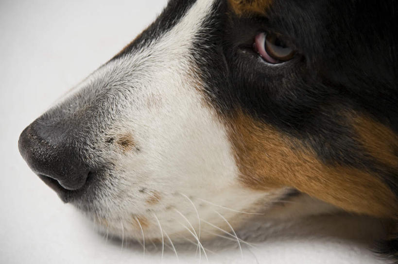 头,无人,横图,室内,特写,白天,正面,宠物,狗,阴影,灰色背景,反射,影子,注视,一只,动物,观察,看,趴着,可爱,摄影,影棚,观看,察看,伯恩山犬,关注,忠诚,伯尔尼兹山地犬,伯尼尔森嫩猎犬,伯尼塞牧牛犬,头部,犬,趴,半身,彩图,影棚拍摄,拍摄