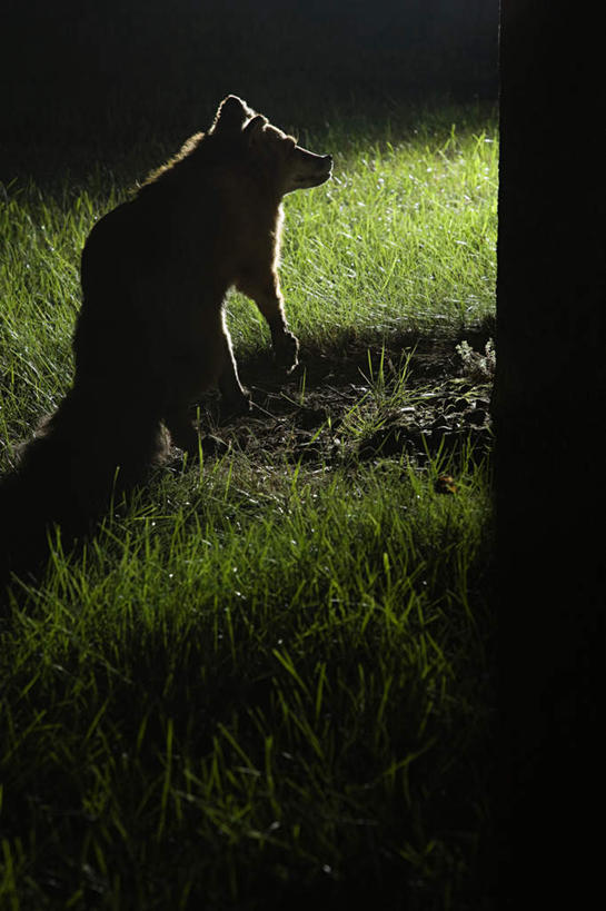 无人,竖图,室外,夜晚,正面,游戏,草地,草坪,植物,狐狸,野生动物,玩具,阴影,反射,影子,玩,娱乐,草,一只,绿色,动物,休闲,益智,活动,发泄,消遣,智力,狡猾,宣泄,狡诈,玩耍,嬉戏,彩图,全身