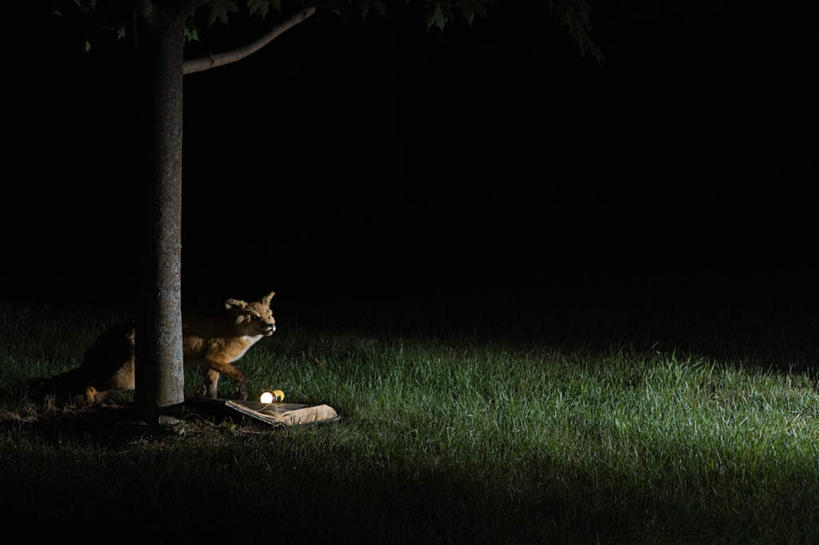 无人,横图,室外,夜晚,正面,看书,阅读,草地,草坪,植物,狐狸,野生动物,书籍,学习,阴影,光线,影子,灯光,树桩,草,树,树干,树木,一只,绿色,自然,动物,书本,看,木桩,读书,浏览,生长,成长,狡猾,狡诈,书,图书,彩图,全身